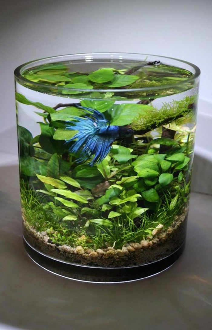 transormer le bocal en verre en aquarium