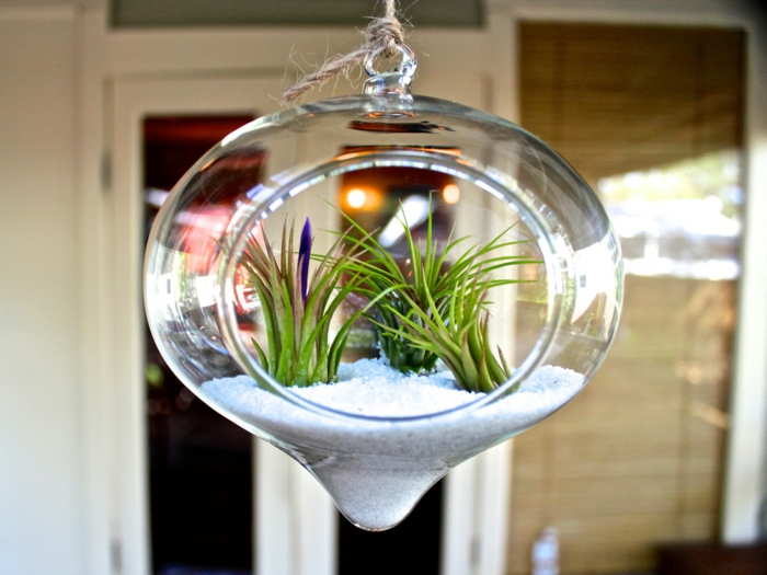 terrarium végétal, récipient en verre, sable blanc, cailloux, plante bocal