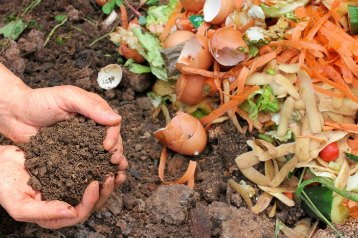 coquille d oeuf compost, des peaux de pommes de terre, carottes, déchets biodégradables, et coquilles d oeufs, engrais