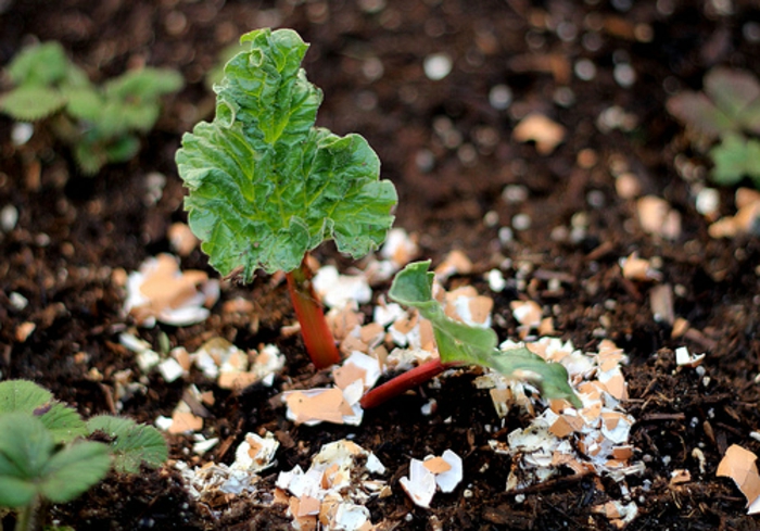 coquilles d oeufs au jardin, créer une couche de coquilles d oeufs autour des plantes, fertiliser, nourrir la terre en calcium