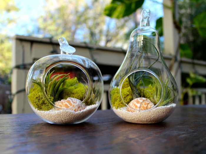 terrarium succulente, sable blanc, cailloux décoratifs, coquillages, récipient en verre, plante en bocal fermé