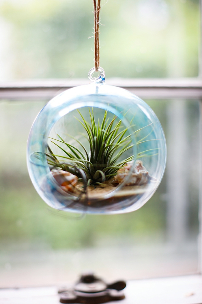 boule en verre à suspendre, air plant, coquillage, terrarium végétal, diy décoration