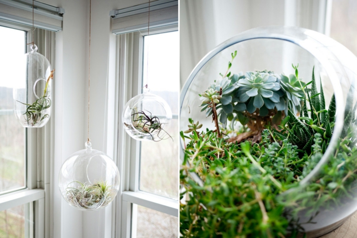 jardin miniature terrariums en bocals grandes fenêtres murs blancs