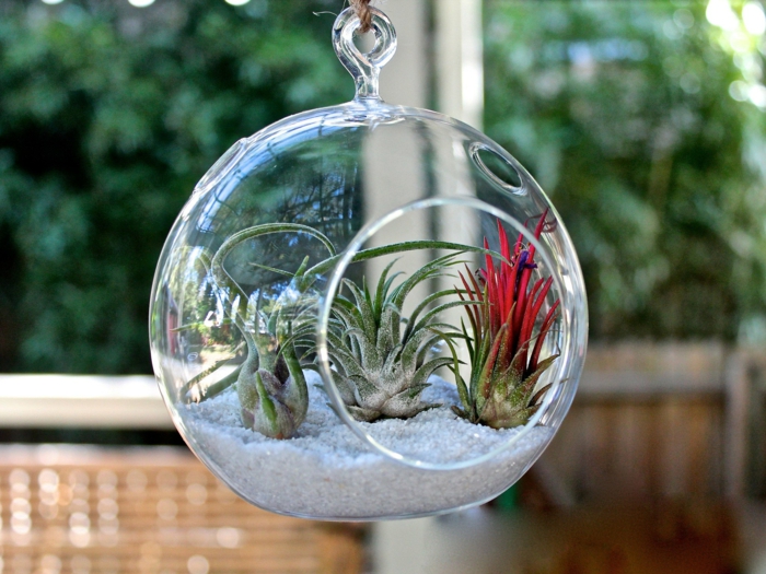 terrarium suspendu, sable blanc, cailloux, boule en verre à suspendre, terrarium bocal