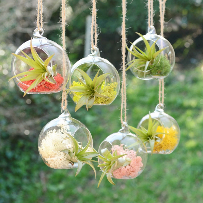 terrarium suspendu, diy décoration, boule en verre à suspendre, air plants