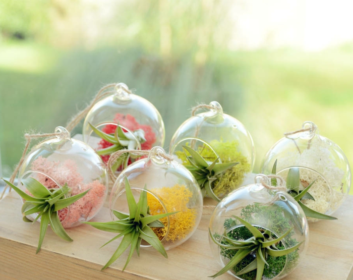 boule en verre à suspendre, terrarium succulente, air plant, diy décoration
