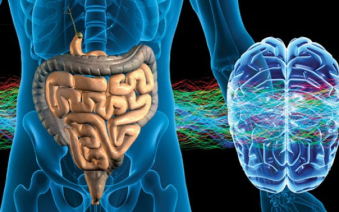 les probiotiques harmonisent l'intestin et le cerveau