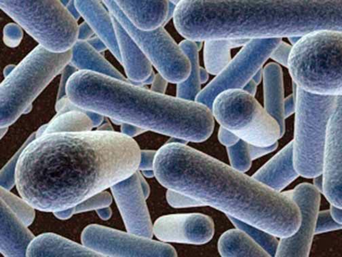 les probiotiques bons pour votre taille le Lactobacillus gasseri