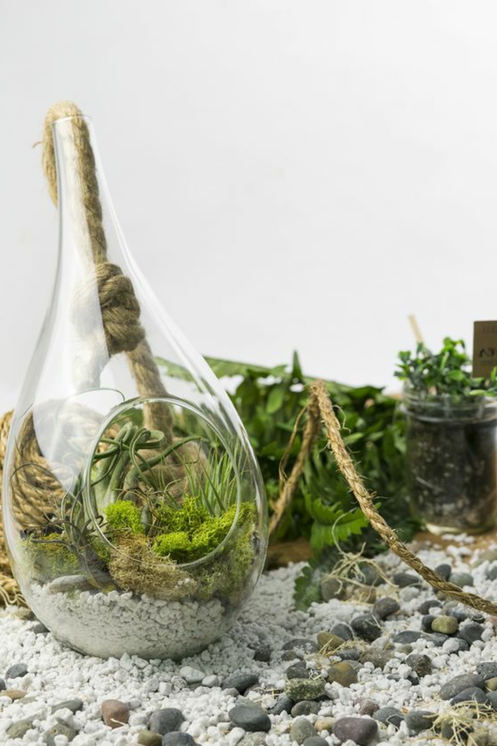 terrarium plante, récipient en verre, cailloux décoratifs, sable blanc, plante bocal