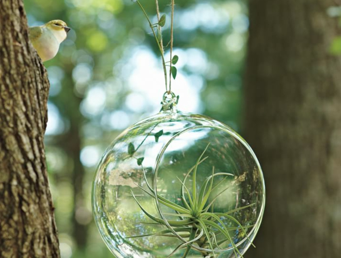 terrarium végétal arbre oiseaux corde boule en verre air plant