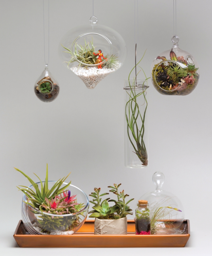jardin miniature, plantes vertes, récipient en verre, terrarium suspendu