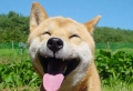 Les plus heureux animaux mignons – 70 images qui vont vous donner du sourire