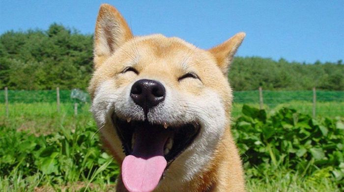 Photo d animaux mignon image beau animal sourire de chien