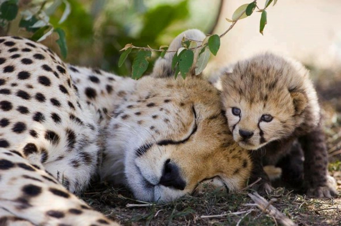 Image animaux trop mignon animal le plus mignon léopard