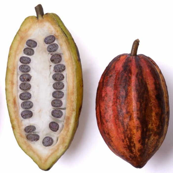 afrodisiaque naturel graines de cacao avec ses pépins matière première pour le chocolat