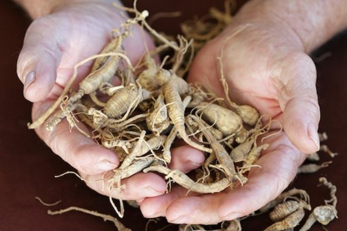 les aphrodisiaque naturel des racines de ginseng à l'état brut