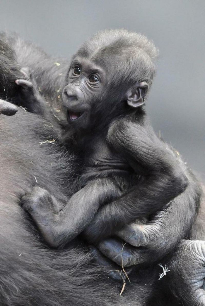 1001 Animaux Mignons Qui Vont Vous Donner Un Grand Sourire