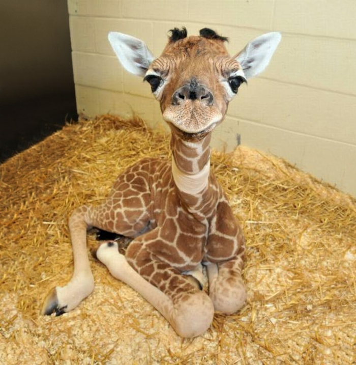 Animaux heureux animaux mignons animal girafe bébé 