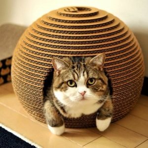 La maison de chat en carton en plusieurs photos inspirantes