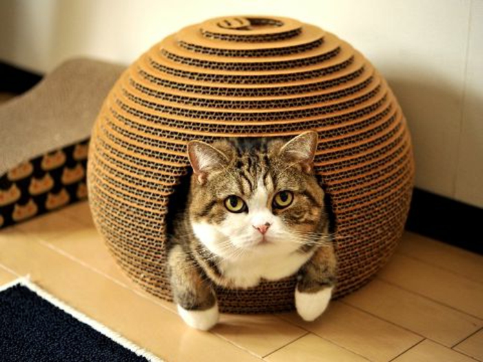 cabane a chat, niche de chat en carton en forme d'igloo et chat mignon