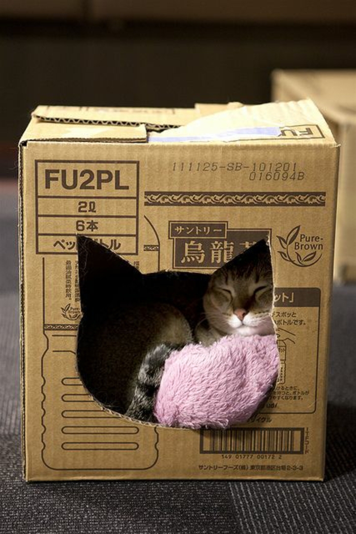 cabane a chat faite avec une caisse de carton et un chat dormant
