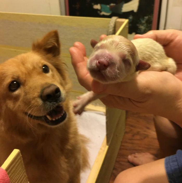 1001 Animaux Mignons Qui Vont Vous Donner Un Grand Sourire