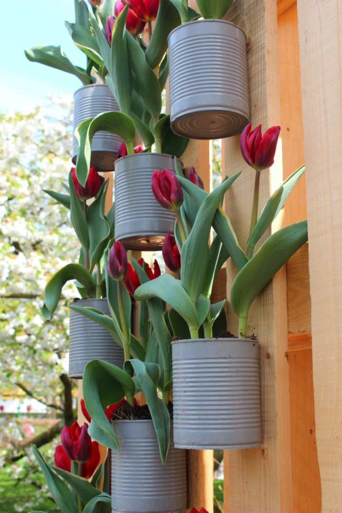 recup jardin, clôture en bois, arbres blancs, boîtes de conserve diy, tulipes rouges