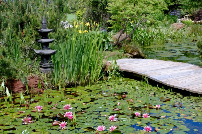 jardin zen japonais, pont en bois, broussailles vertes, nénuphars, bassin d'eau, arbres verts