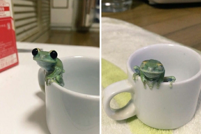 Belle photo d’animal mignon adorable idée grenouille vert mignon
