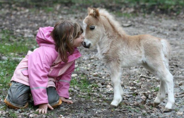Photo d animaux mignon image beau animal petit cheval bébé