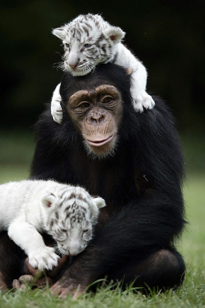 Magnifiqueimage d animaux mignon sourire gorille et tigres bébé