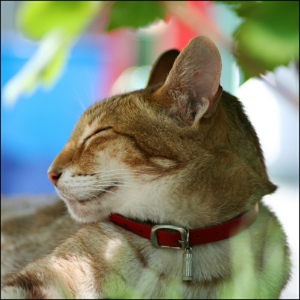 1001+ Animaux Mignons Qui Vont Vous Donner Un Grand Sourire