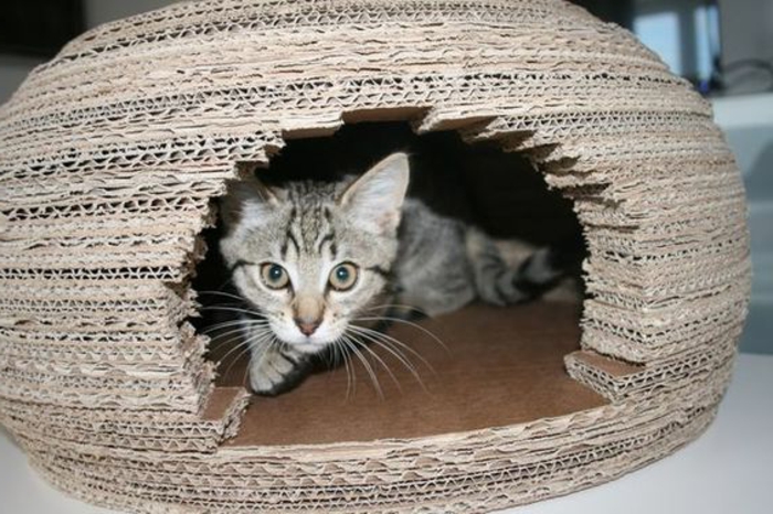 maison de chat en carton, habitation de chat en forme d'igloo et chat mignon 