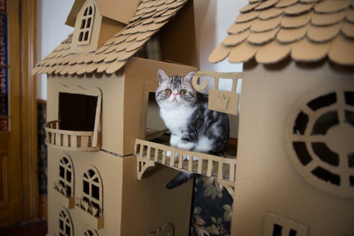 maison en carton pour chat, grand chateau avec design original