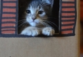La maison de chat en carton en plusieurs photos inspirantes