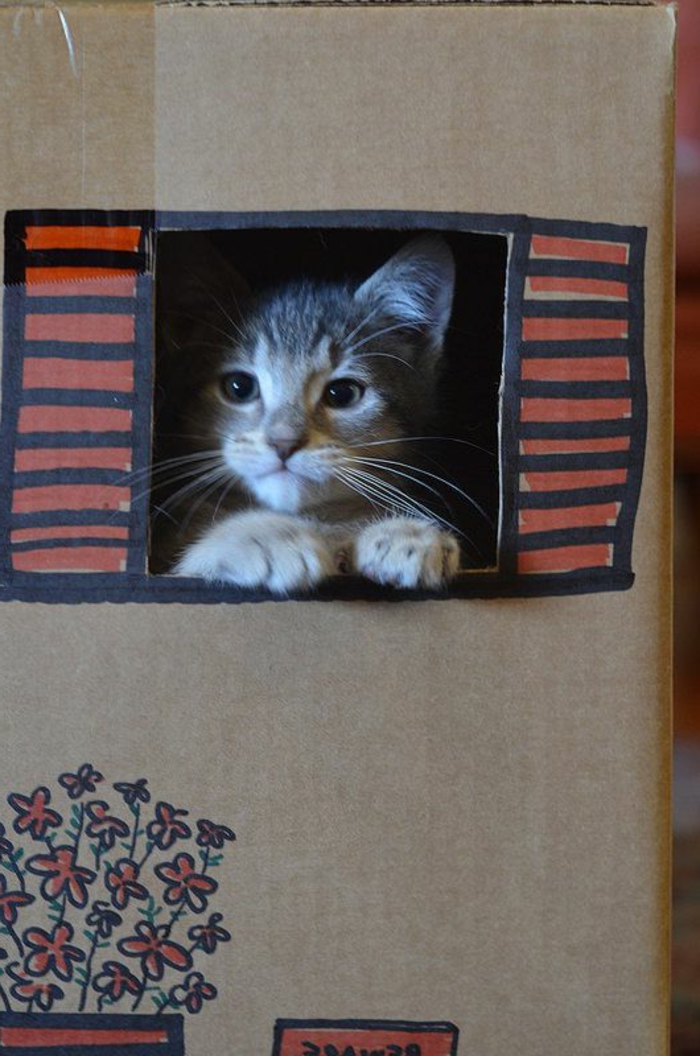 maison en carton pour chat, chat mignon dans une caisse de carton décoré
