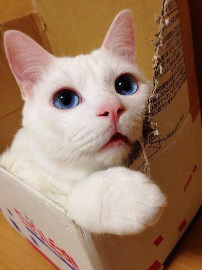 maison pour chat en carton, chat blanc avec yeux bleus joant dans une caisse de carton