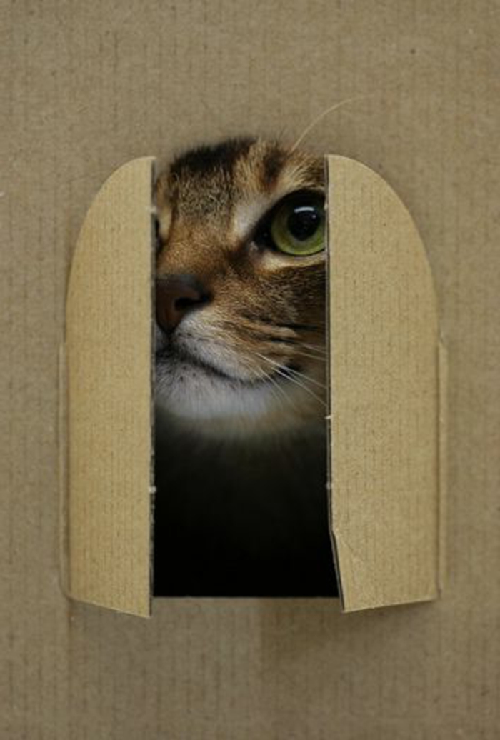 maison pour chat en carton, grande caisse de carton transformée en maisonette