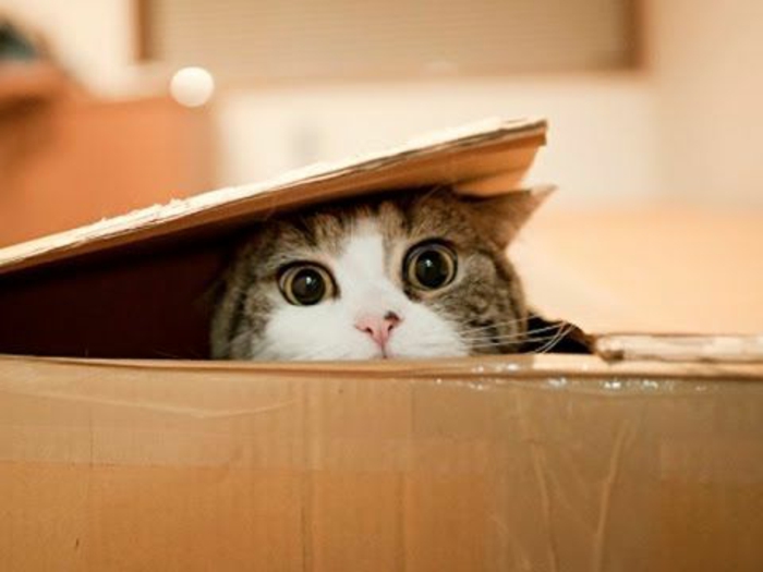 maisonnette pour chat en carton, chat jouant dans sa maison de carton