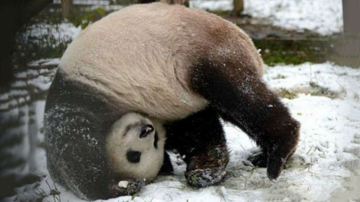 Nature photo de bébé animaux trop mignon panda