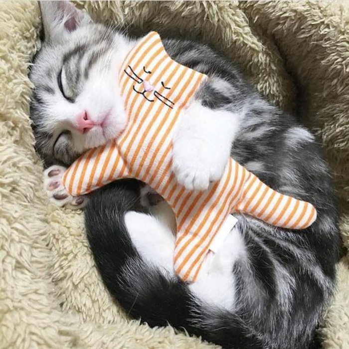 Un animal le plus mignon du monde sourire photo endormi chaton avec son jouet chat