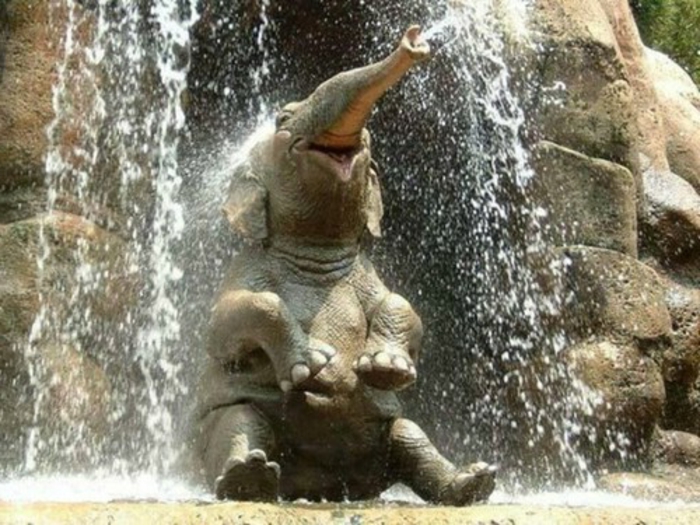 Fond d écran animaux mignon idée belle photo éléphante sous l'eau