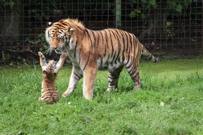 Animaux heureux animaux mignons animal tigre maman et bébé