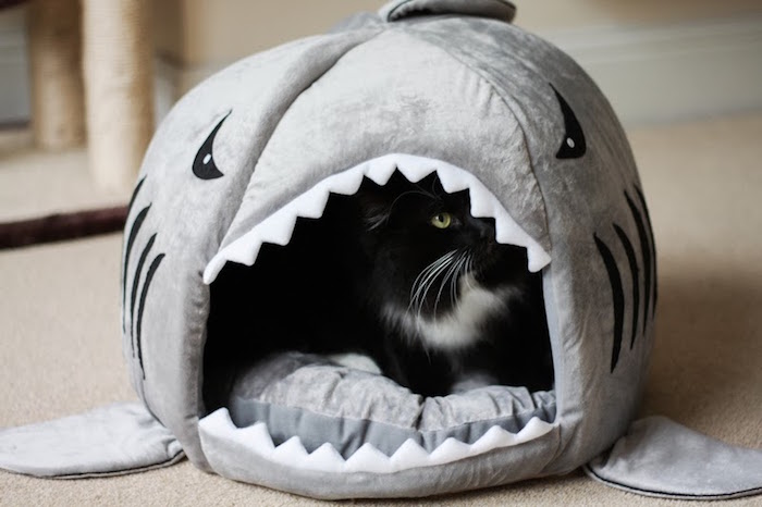 niche pour chat igloo style cabane originale requin 