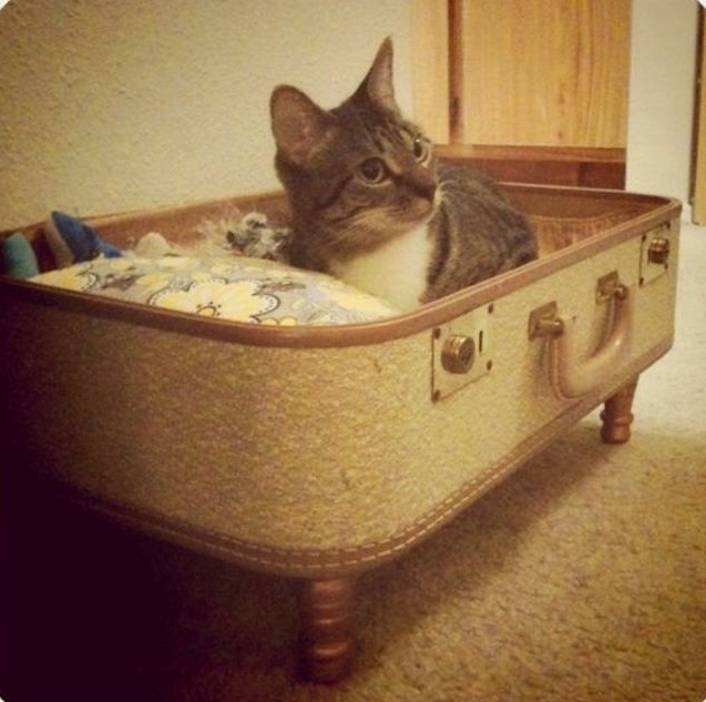 couffin pour chat diy fabriquer coussin chats dans valise