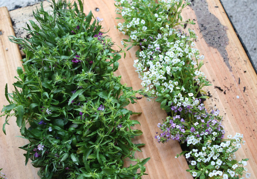 idée jardinage, comment faire une jardiniere en palette exterieure, petites fleurs plantées dans les interstices entre les lattes en bois