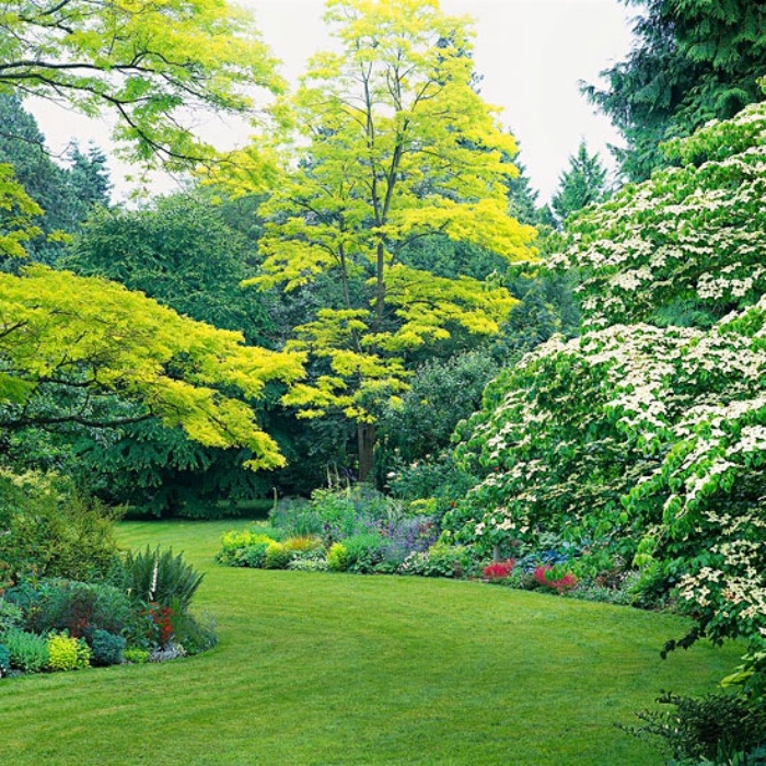 idee jardin deco, gazon avec parterre de fleurs en bordure, arbres de couronnes vertes, jardin paysager