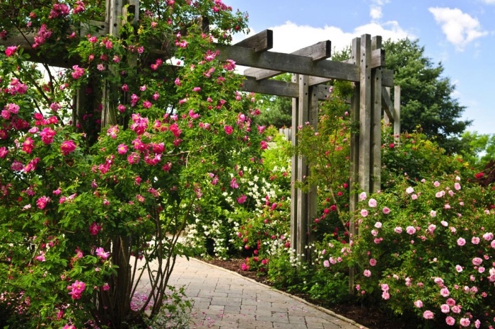 idee jardin deco, un chemin de carreaux en pierre, une tonnelle de jardin avec plusieurs rosiers rose, blancs, rouges