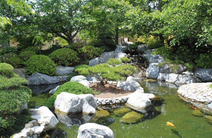 un petit étang, karpe koi, entouré de pierres avec un ilot central, revêtu de sable, pierre et arbre, chute d eau