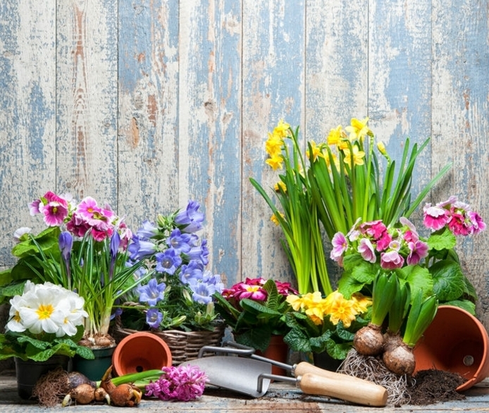 aménager son jardin, plantes, fleurs et outils de jardin près d une palissade, différentes sortes de plantes printanières